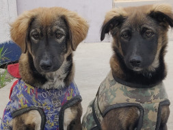 Help AVA And MIA Fly HOME!