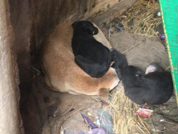 Save the voiceless creatures of Meerut