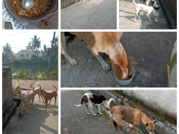 Help Me Save the homeless dogs of Chandannagar