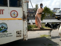 Help 1000 Sick and Old age Cows which are suffered from Polythene