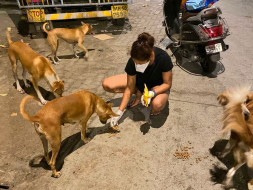 Help provide nightly meals to the stray animals of Mumbai
