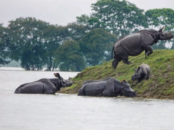 Assam under water