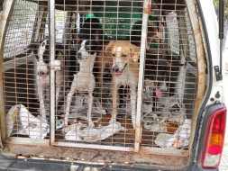 Help me cover my strays sterilisation and treatment bills
