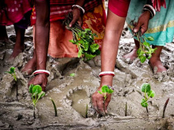 Adopt a Mangrove Plant