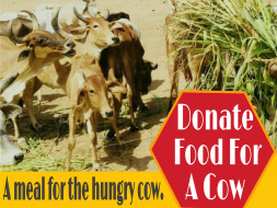 Help Animals Care In Balotra