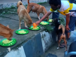 Help us feed the stray mummy dogs and its kids