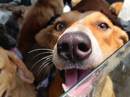 Help Me Spay/Neuter Street Dogs of NCR