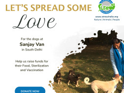Let’s Spread LOVE For the Dogs at Sanjay Van!