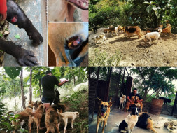Help us make safe shelter for 1000's of sick & injured street animals