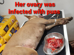 plz help Brownee A mother dog and a victim of animal cruelty.