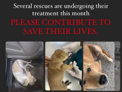 HELP SPONSOR THE CRITICAL CASES