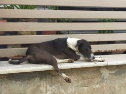 Help us to build a house for Blackee