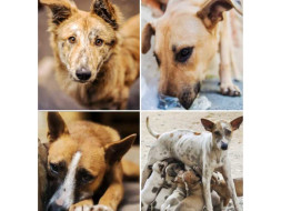 Support the Voiceless