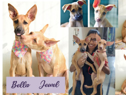 Help Bella And Jewel Stay United With Their Rescue Mom