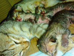 Help Stray Animals From Dying Of Hunger