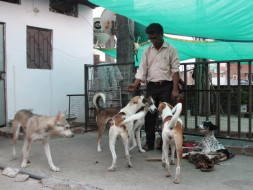 Help Shahrukh To Provide Best Medical Treatment For Animals In Need