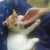 Abdul