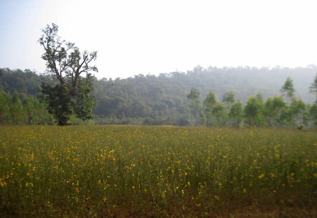 Millet plantations on way to Rayagada