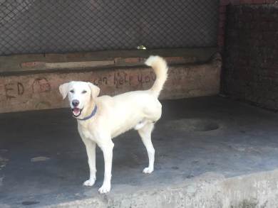 Once injured and Abandoned : Got life at Help in suffering