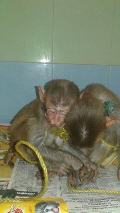 Minnie and Macho when rescued