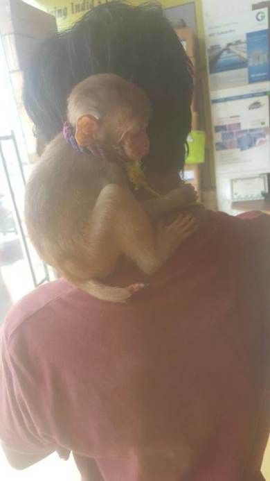Minnie clinging on to PFA rescue team personnel