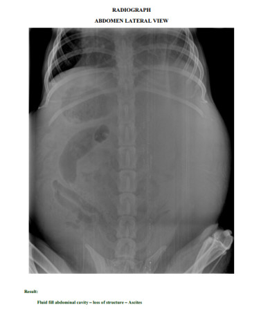 Bruno X-Ray 1