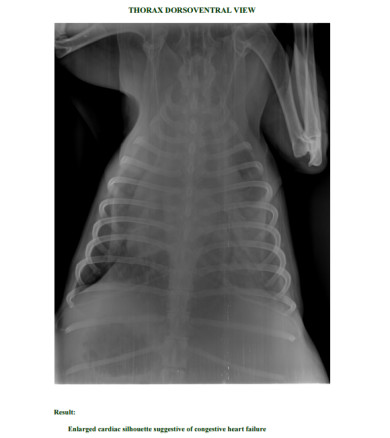 Bruno X-Ray 2