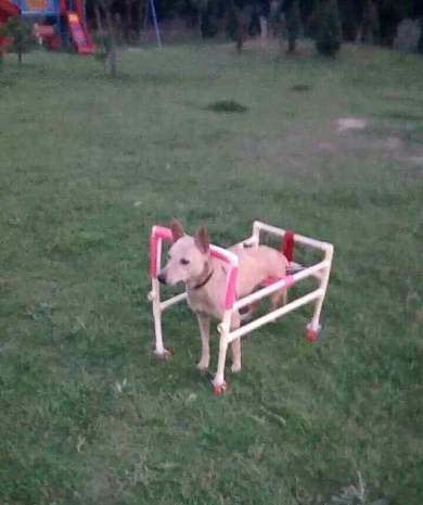 Cart