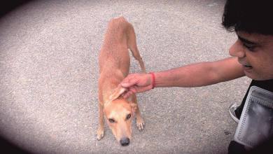 Trustee YashRaj Bhardwaj with Chotii, recovered from spinal fracture