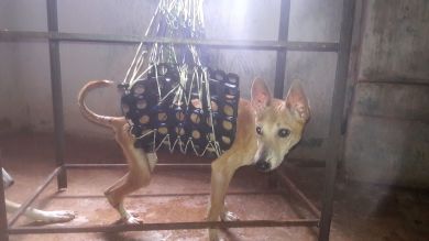 Rehabilitation of injured animals