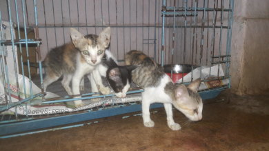 Orphan kittens under care