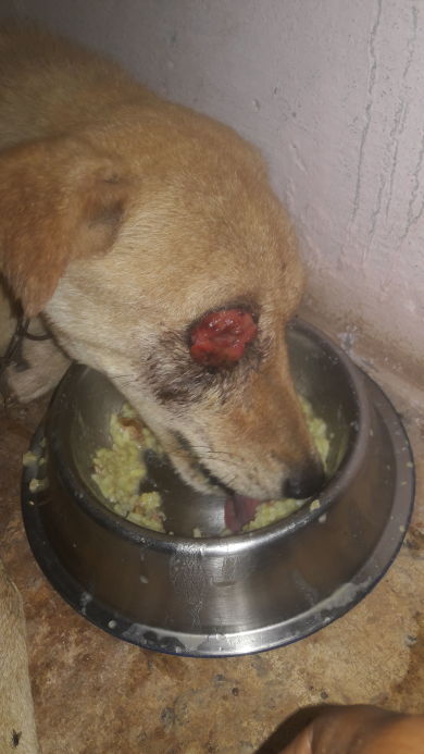 Rehabilitation of a stray dog suffering from cancer