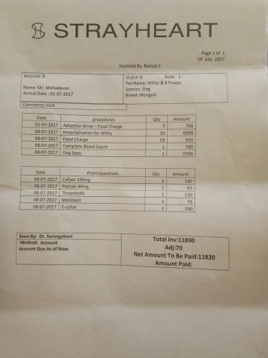Whity Bill for Spaying (Birth Control Surgery)