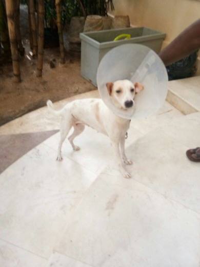 Current Picture of Whity after Spaying