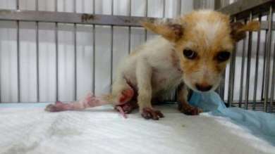 Sammy Pic - Who suffered from Spinal Injury and Lice Infection.