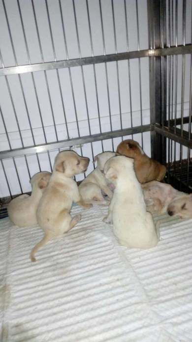 Whity Puppies