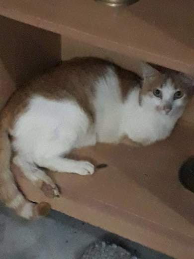 jazzy two legged cat