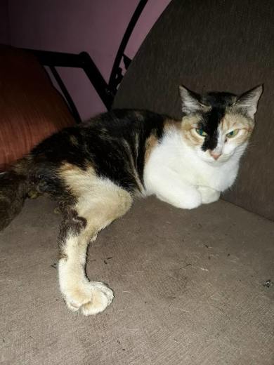 pearl with paralyzed hind legs