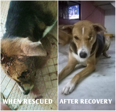 Photos of Maggie when rescued and after recovery from her maggot wound