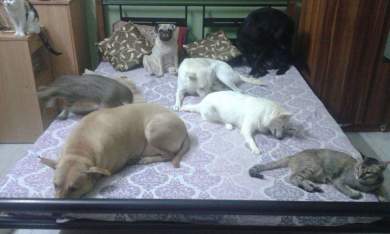 My babies Angel, Jackie, Winter, Snuggles, Buttons, Juliet,Kannu Kitty