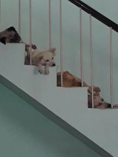 My babies- Buttons, Angel, Juliet and Pearl