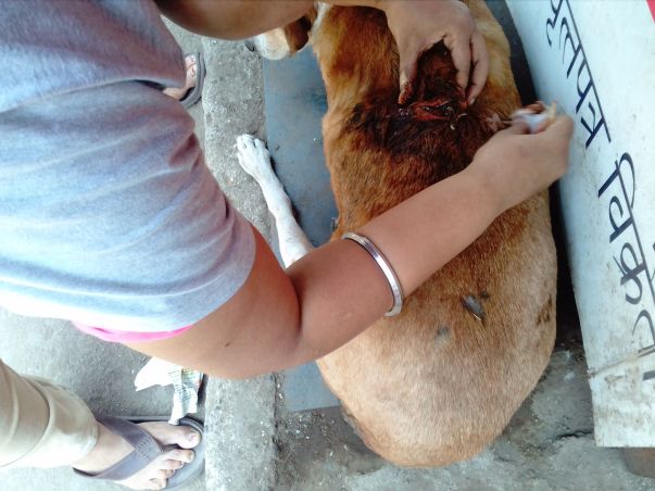 Healing of Rani a senior stray