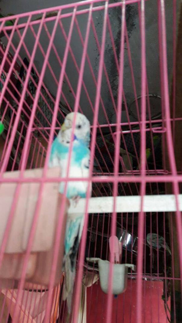 One eye bird