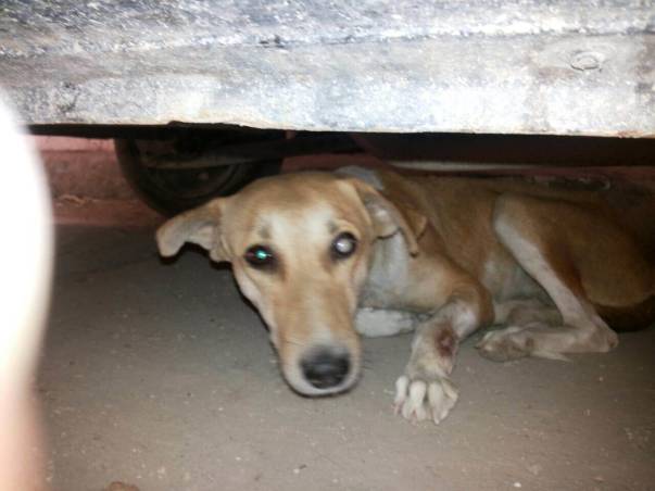 Sick stray