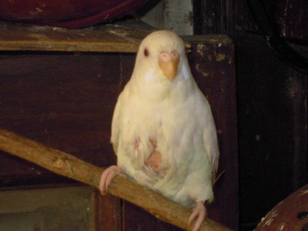 Tumor