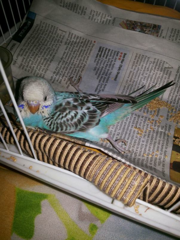 Sick birds