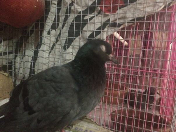 Blind pigeon
