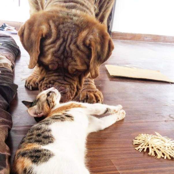 Sultan wants to Live ! He loves his best friends ! you are his hope !