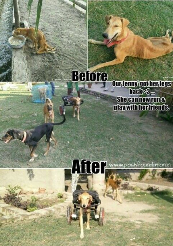 Help these poor animals by giving a second chance to live