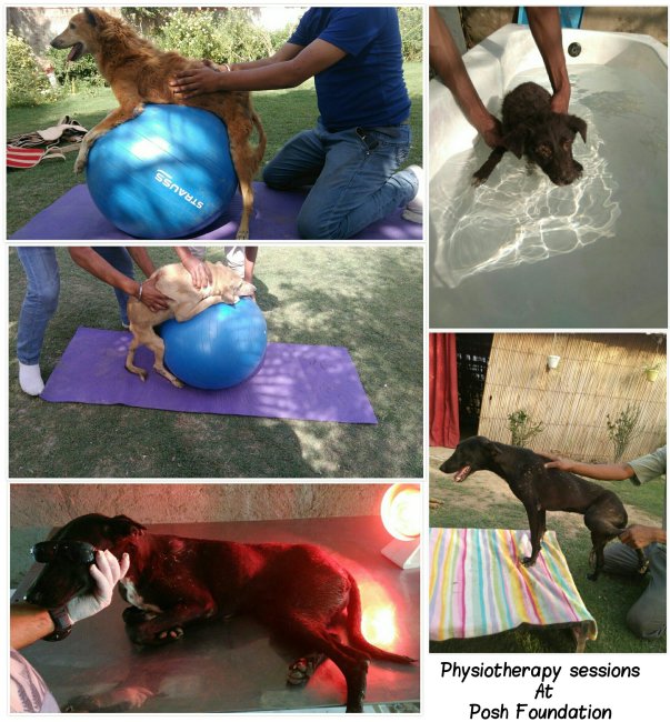 This is just 20% of what we can actually do to help animals.Help us